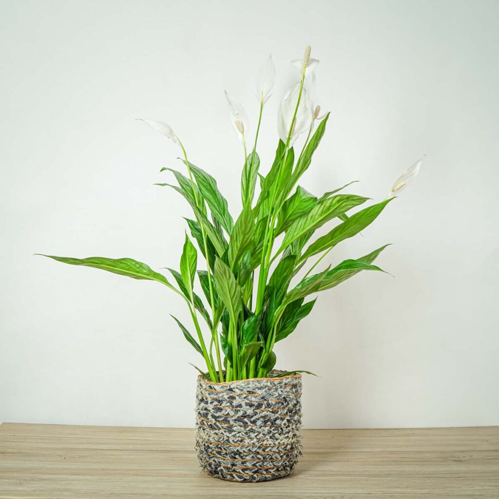 skrzyd-okwiat-silver-cupido-spathiphyllum-ma-a-szklarnia