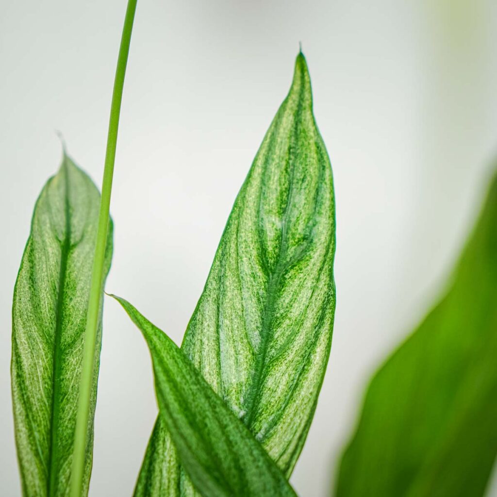 skrzyd-okwiat-silver-cupido-spathiphyllum-ma-a-szklarnia