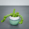 crassula-marnieriana-hottentot-baby