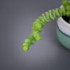crassula-marnieriana-hottentot-baby