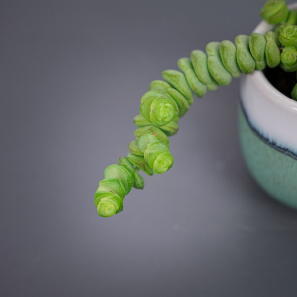 crassula-marnieriana-hottentot-baby