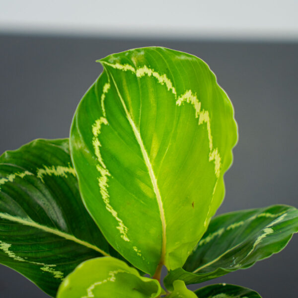 calathea-roseopicta-green-baby