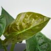 alokazja-wentii-alocasia