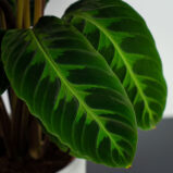 calathea-warscewiczii