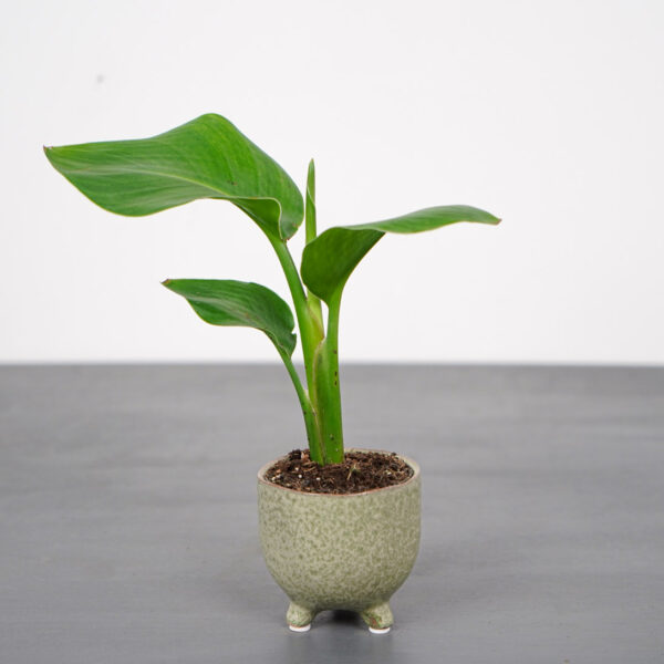 strelicja-biala-baby-strelitzia-nicolai