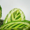calathea-roseopicta-angela