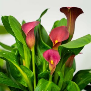 zantedeschia-red-kalla