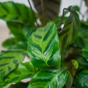 calathea-albertii