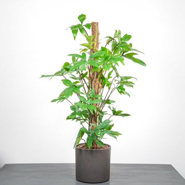 philodendron-pedatum