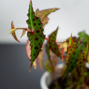 begonia-amphioxus