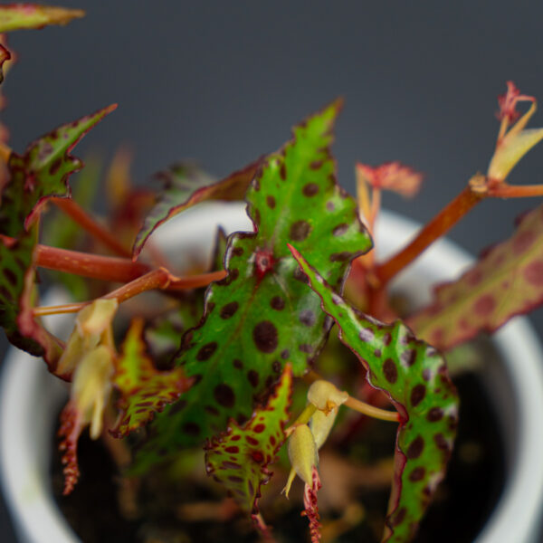 begonia-amphioxus