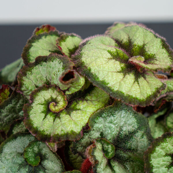 begonia-rex-princess-of-hanover begonia-rex-princess-of-hanover