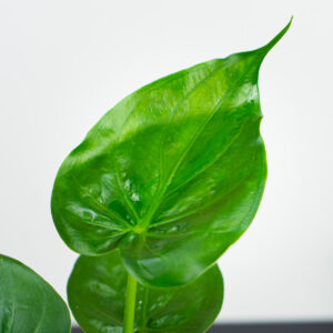 alokazja-cucullata-alocasia