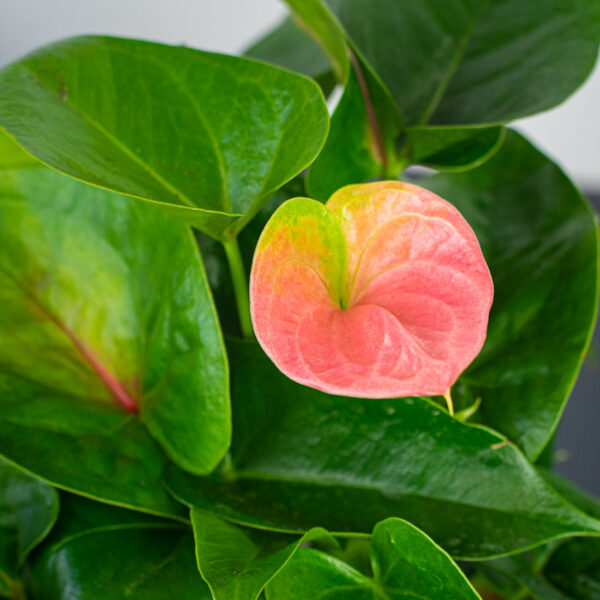 anthurium-flamingo-pink