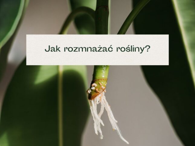 Jak rozmnażać rośliny doniczkowe? Ukorzenianie sadzonek - Mała Szklarnia