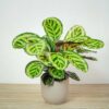 calathea-roseopicta-angela