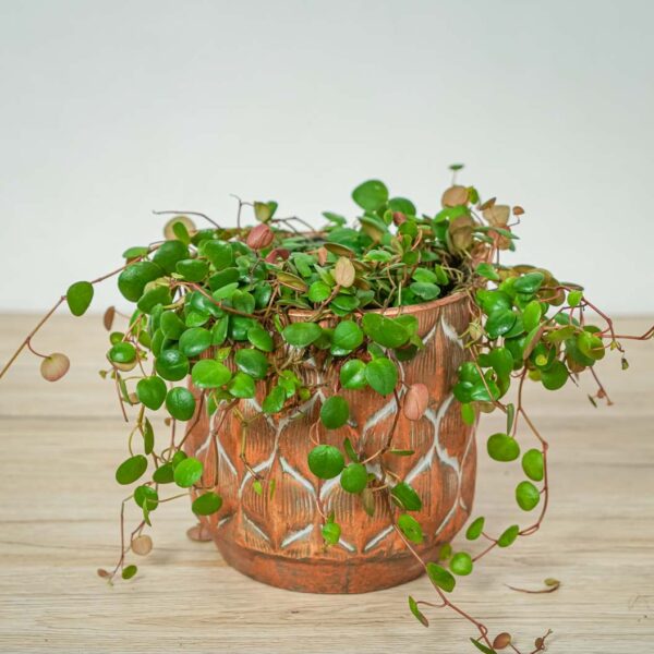 peperomia-pepperspot