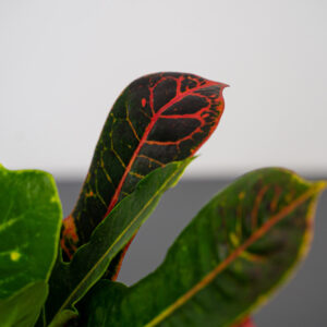 codiaeum-excellent-kroton