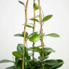 hoya-australis-na-drabince