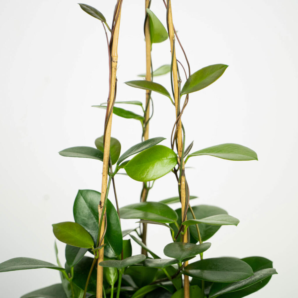 Hoya australis na tyczkach bambusowych
