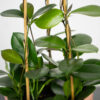 hoya-australis-na-drabince