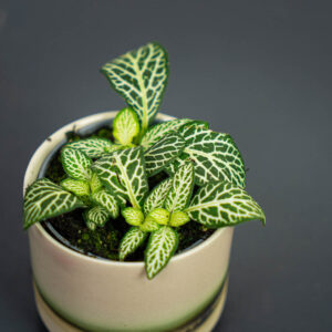 fittonia-bianco-verde-baby