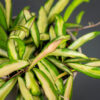 hoya-wayetii-variegata-kentiana-variegata