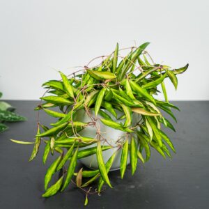hoya-wayetii-variegata-kentiana-variegata