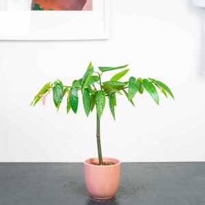 begonia-maculata-tamaya-drzewko