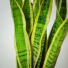 sansevieria-trifasciata-laurentii