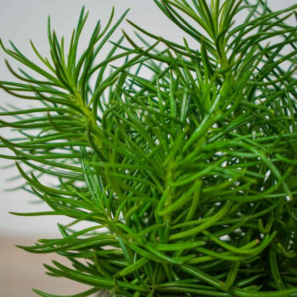 starzec-azjatycki-himalaya-senecio-archeri starzec-azjatycki-himalaya-senecio-archeri