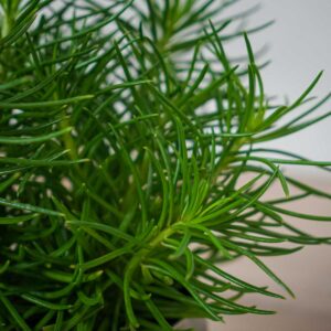 starzec-azjatycki-himalaya-senecio-archeri