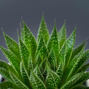 aloes-aristata
