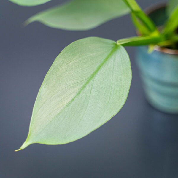 philodendron-hastatum-silver-queen-baby