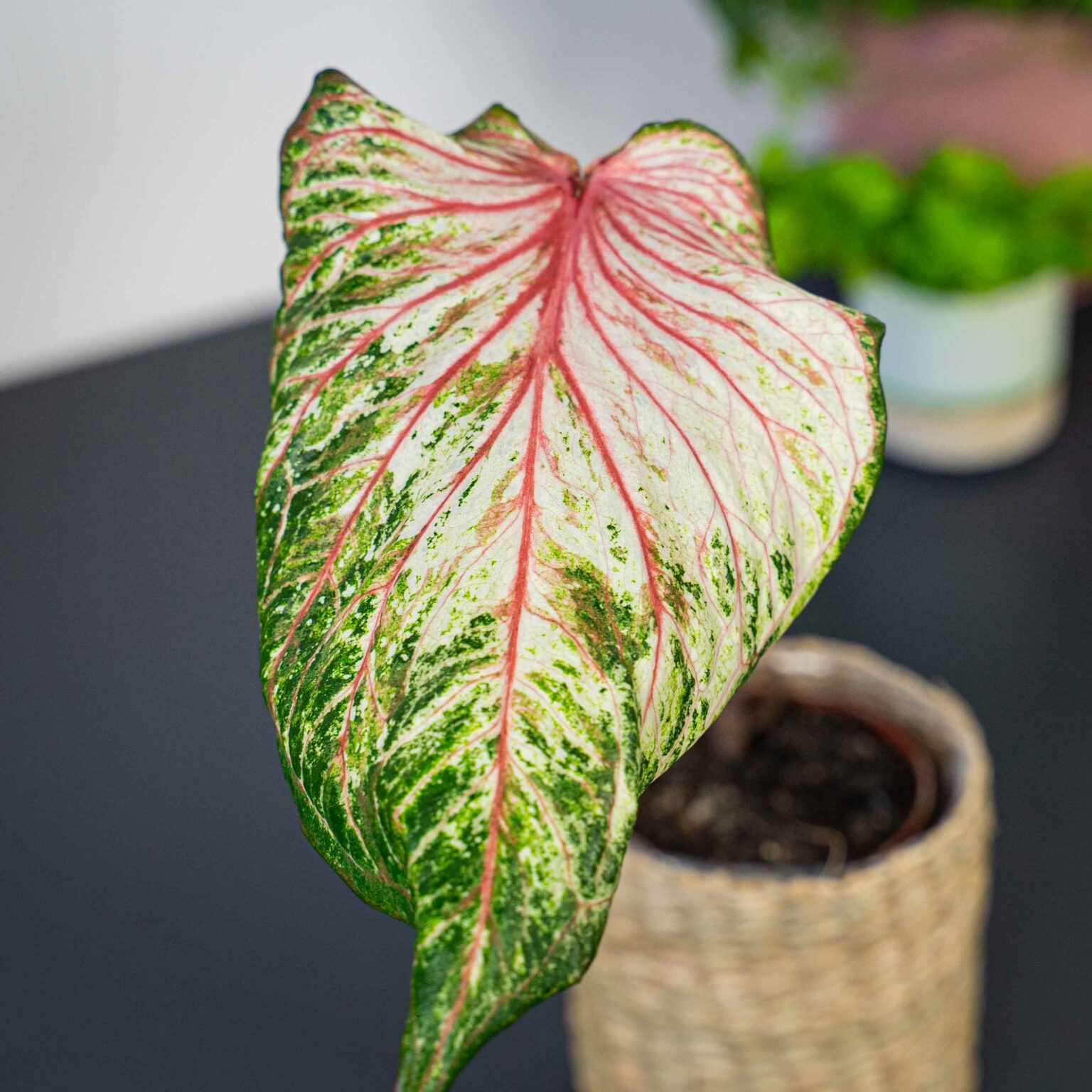 Caladium pink gem - Mała Szklarnia