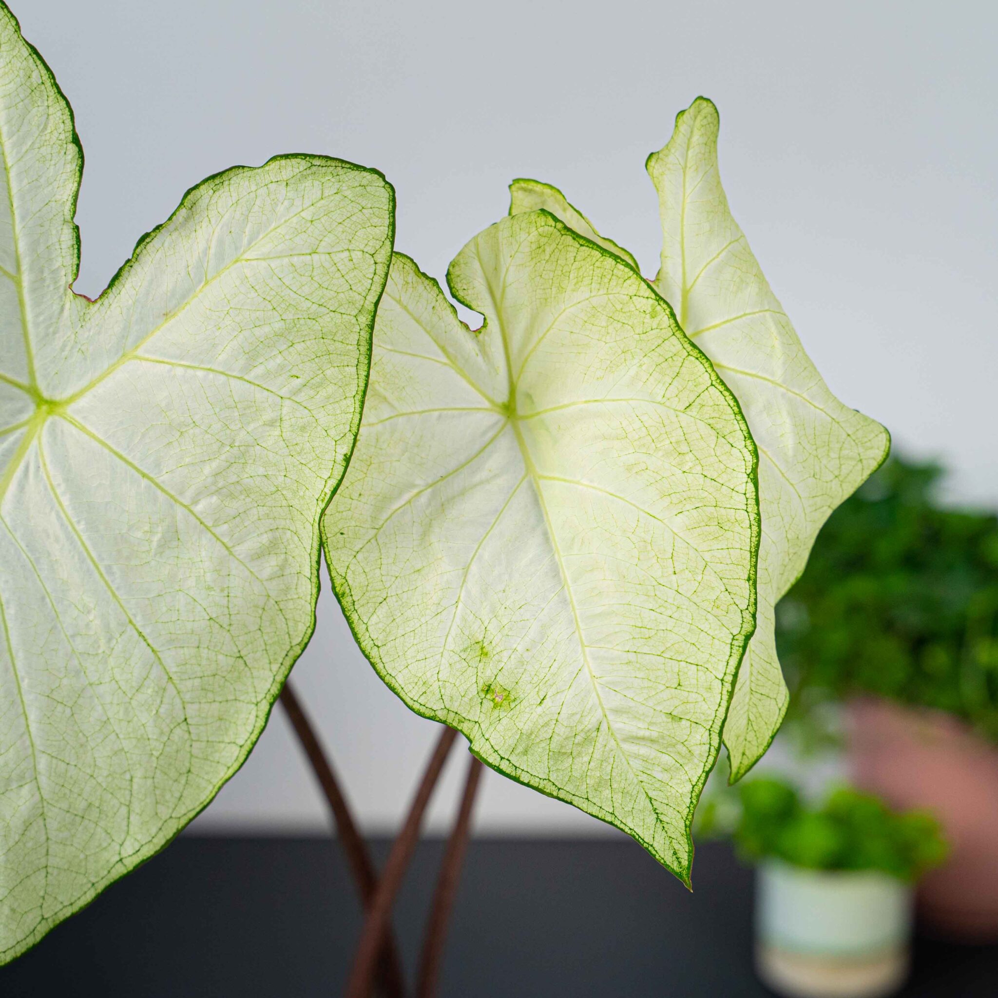 moonlight caladium