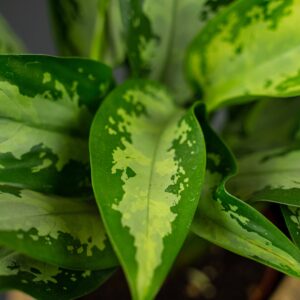 aglaonema-jubilee-compacta