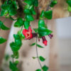 eszynantus-rasta-aeschynanthus
