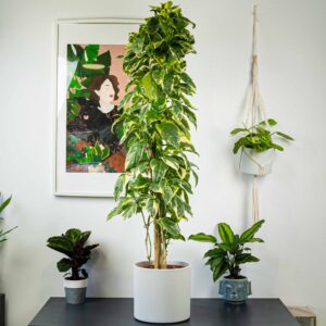 Pseuderanthemum-atropurpureum-variegata
