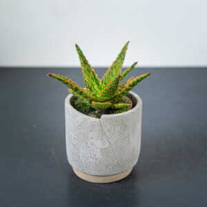 aloes-vitro
