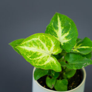 syngonium-green-robusta-alchetron-baby