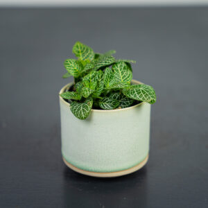 fittonia-mosaic-marble-green-baby