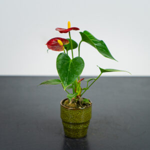 Anthurium red baby