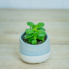 crassula-ovata-money-maker-baby-grubosz