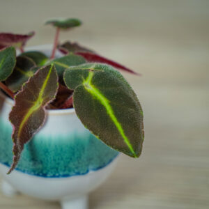 begonia-listada-baby
