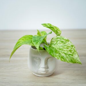epipremnum-marble-queen