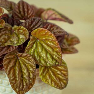 peperomia-caperata-quito