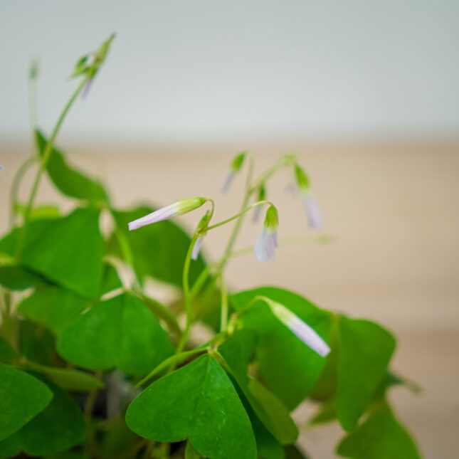 szczawik-zielony-birgit-oxalis-triangularis