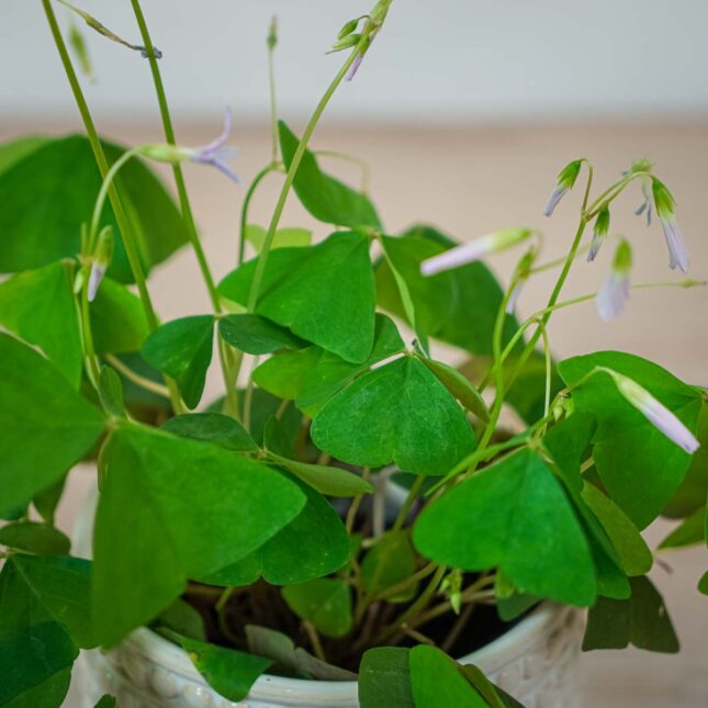 szczawik-zielony-birgit-oxalis-triangularis