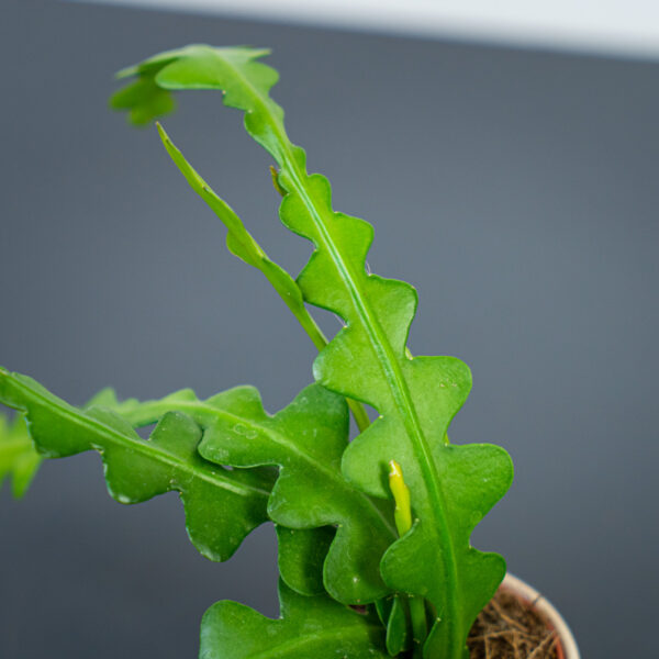 kaktus-zygzak-baby-epiphyllum-anguliger
